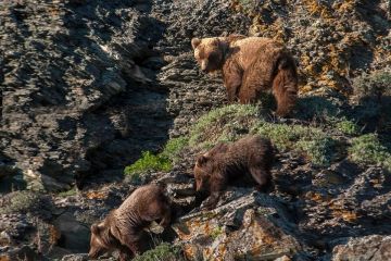 Город Абаза на юге Хакасии находится в медвежьей осаде