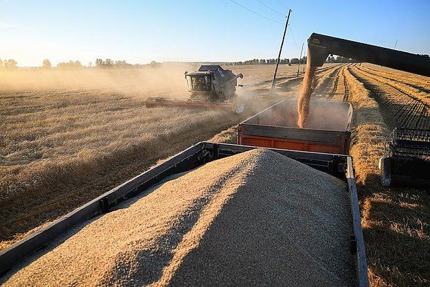 «ПроЗерно»: Экспорт российских пшеницы, кукурузы и ячменя резко упадет в июле-сентябре
