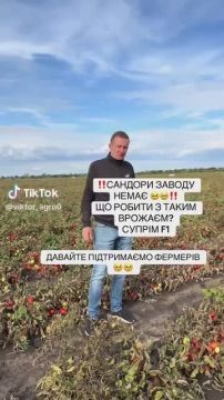 Украинский фермер показал поля спелых помидоров, которые просто гниют на корню