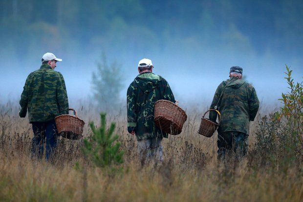 Грибник подорвался на мине ВСУ в лесу Брянской области